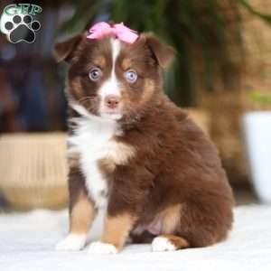 Zinna, Miniature Australian Shepherd Puppy